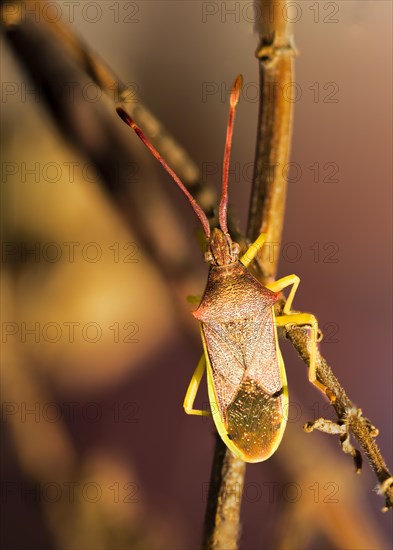 Bedbug, (Gonocerus acuteangulatus), typical hemiptera of the mediterranean climate, Majorca, Balearic Islands, Spain, Europe