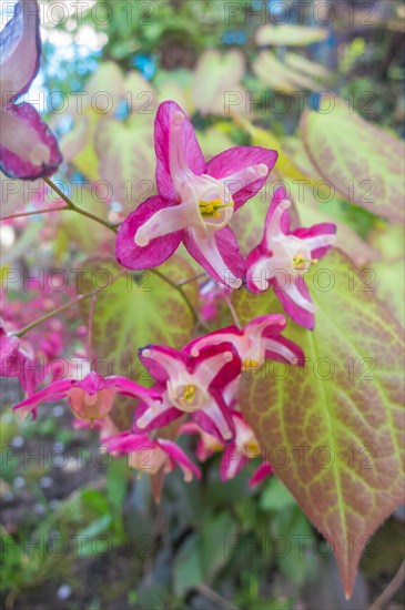 Barrenwort blooming in the garden in spring