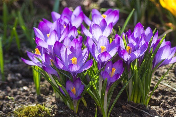 Crocuses blooming in the botanical garden in spring