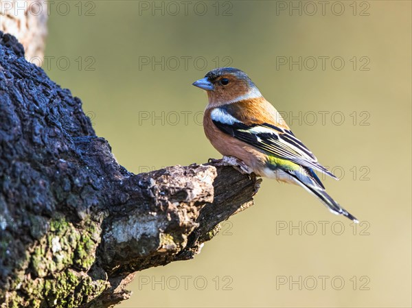 Male of Chaffinch, Fringilla coelebs, bird in forest at winter sun