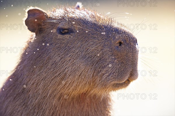 Capybara (Hydrochaeris hydrochaeris) Pantanal Brazil