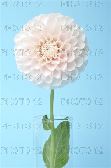 Dahlia pompom on blue background