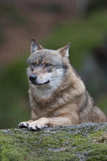 European wolf (Canis lupus lupus) adult animal resting on a rock in a woodland, Baveria, Germany, Captive, Europe