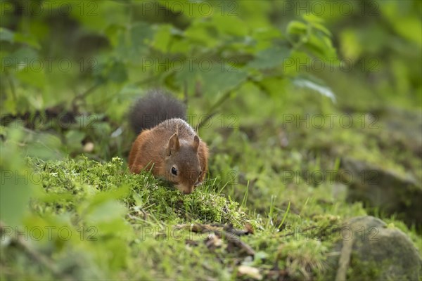 Red squirrel (Sciurus vulgaris) adult animal feeding in a woodland, Yorkshire, England, United KIngdom