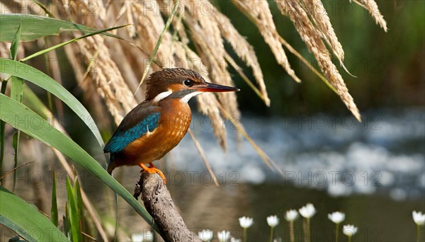 KI generated, animal, animals, bird, birds, biotope, habitat, a, individual, water, perch, reeds, water lilies, blue sky, foraging, wildlife, summer, seasons, white-throated kingfisher (Halcyon smyrnensis)