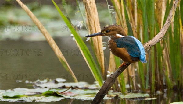 KI generated, animal, animals, bird, birds, biotope, habitat, a, individual, water, perch, reeds, water lilies, blue sky, foraging, wildlife, summer, seasons, white-throated kingfisher (Halcyon smyrnensis)