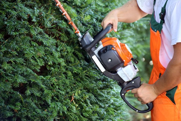 Man cutting hedges and greenery