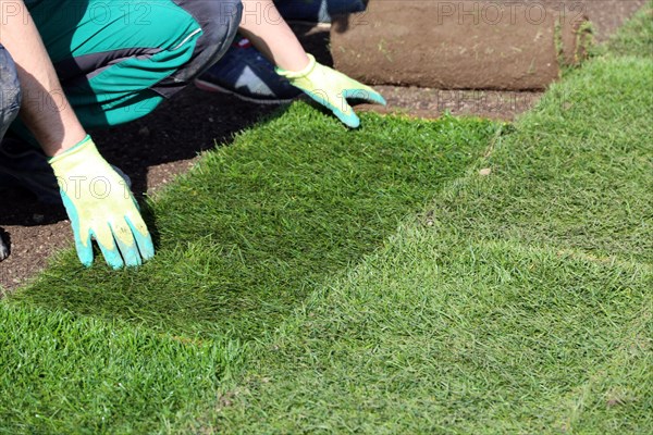 Gardener lays sod