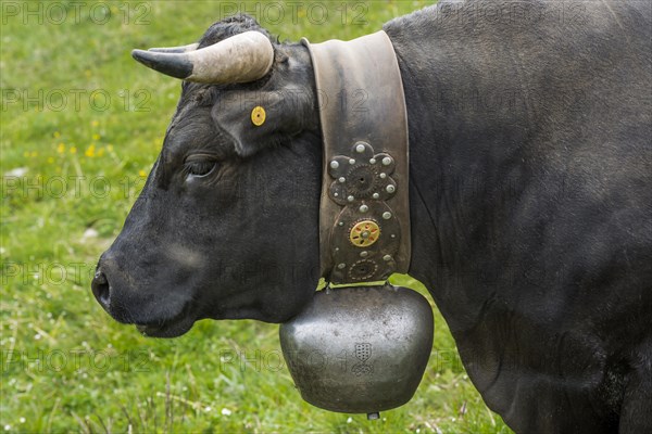 Herens cow (Herens vacca), cowbell, tradition, cattle breeding, domestic cattle, competition, cow fight, Alps, animal, hoofed animal, Valais, Switzerland, Europe