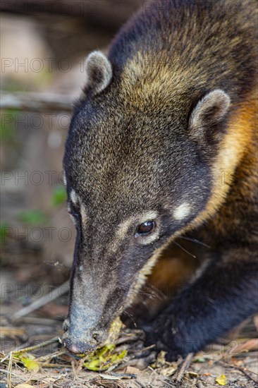 South American coati (nasua nasua) Pantanal Brazil