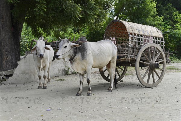 Ox cart in Mingun, Myanmar, Asia