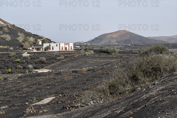 Wine growing in volcanic ash pits protected by dry stone walls, Yaiza, Lanzarote, Canary Islands, Spain, Europe