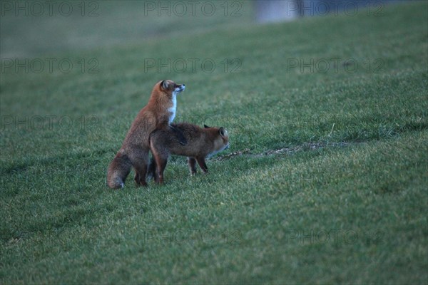 Fox (Vulpes vulpes) mating season, so-called Ranzzeit, male mating with female on a snow-free meadow, Allgaeu, Bavaria, Germany, Europe