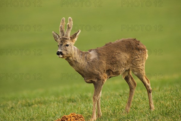 European roe deer (Capreolus capreolus) buck with velvet antlers at the feeding station in the meadow, Allgaeu, Bavaria, Germany, Europe