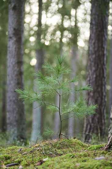 Scots pine (Pinus sylvestris) tree growing in a forest, Bavaria, Germany, Europe