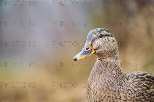 Wild duck (Anas platyrhynchos) female, portrait, Bavaria, Germany, Europe