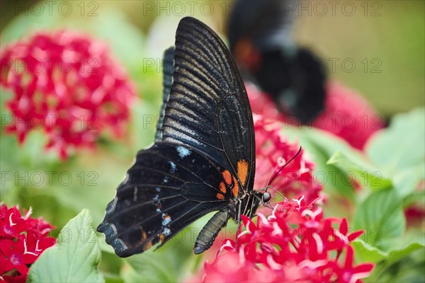 Iphidamas cattleheart (Parides iphidamas) sitting on a leaf, Germany, Europe