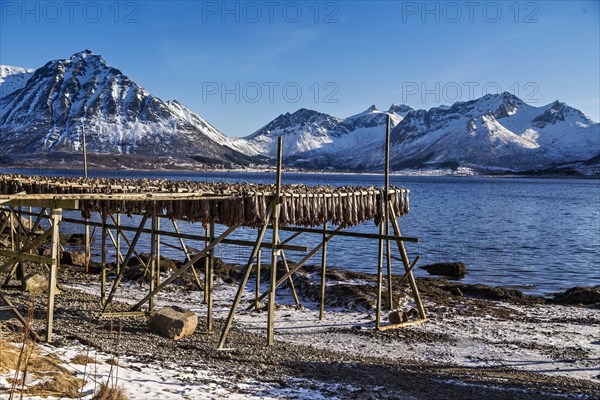 Stockfisch trocknet an einem Holzgestell vor einer beeindruckenden Kulisse mit schneebedeckten Bergen und klarem blauem Himmel, Holzgestelle fuer trockenfisch auf den Lofoten