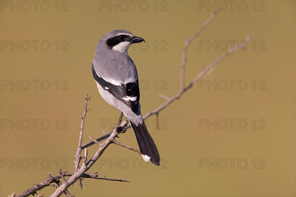 Iberian Grey Shrike (Lanius meridionalis), Southern Grey Shrike, Fuerteventura, Extremadura, Spain, Europe