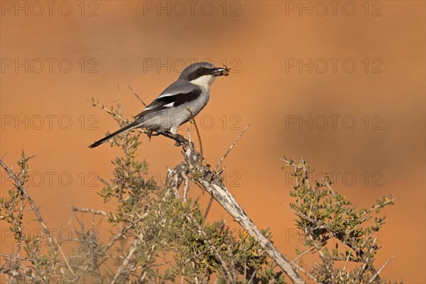 Great Grey Shrike (Lanius excubitor koenigi) with prey, Fuerteventura, Canary Islands, Spain, Europe