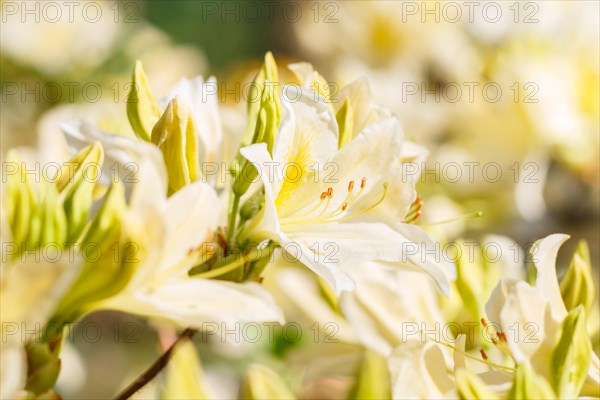 Rhododendron (azalea) flowers of various colors in the spring garden. Closeup. Blurred background