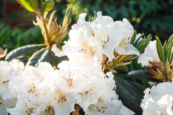 Rhododendron (azalea) flowers of various colors in the spring garden. Closeup. Blurred background