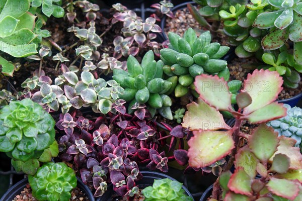 Various types of succulent in flower pots in the greenhouse. Closeup, selective focus