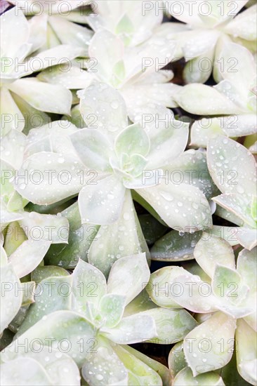 Small succulent plants background. greenhouse, top view, floral texture