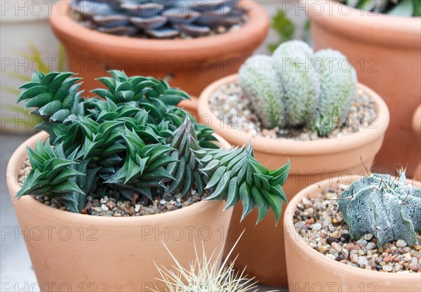 Various types of succulent in flower pots in the greenhouse. Closeup, selective focus