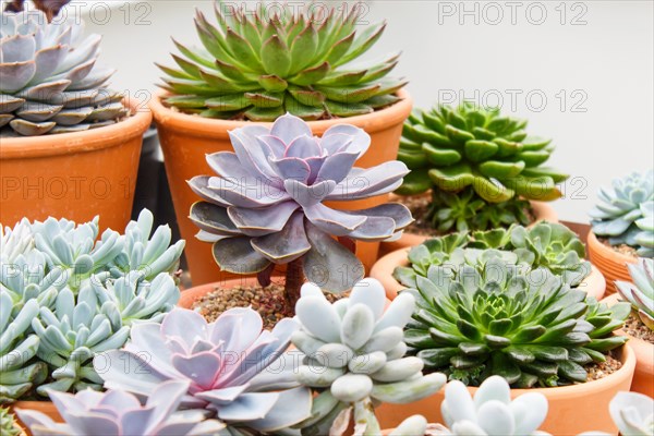 Various types of succulent in flower pots in the greenhouse. Closeup, selective focus