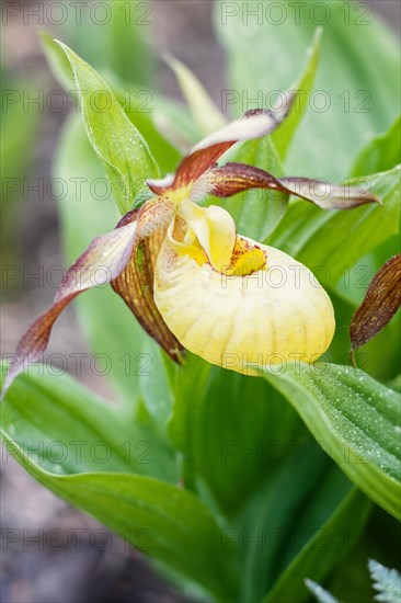 Beautiful orchids of different colors on green background in the garden. Lady's-slipper hybrids. Close up