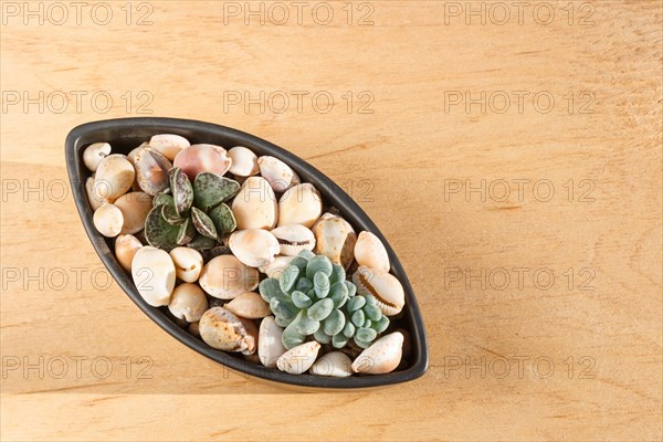 Small succulents in a ceramic pot on a wooden background with copy space. top view