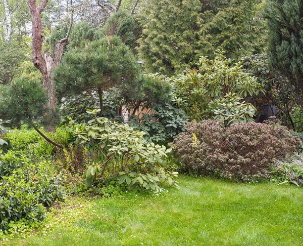 Coniferous trees in the garden: spruce, arborvitae, pine, fir, juniper. Beautiful landscape design