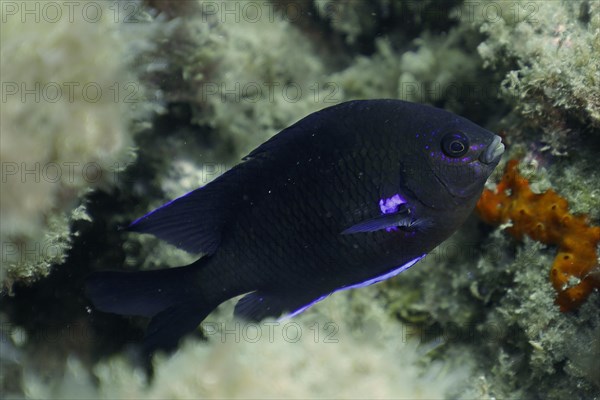 Neon reef fish (Abudefduf luridus), El Cabron marine reserve dive site, Arinaga, Gran Canaria, Spain, Atlantic Ocean, Europe