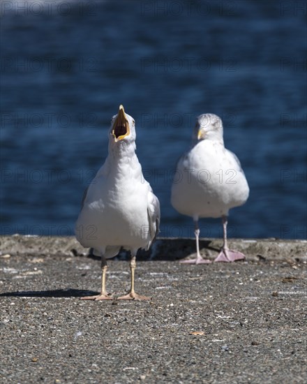 Calling european herring gull (Larus argentatus) on jetty, Hvide Sande, Midtjylland region, Denmark, Europe