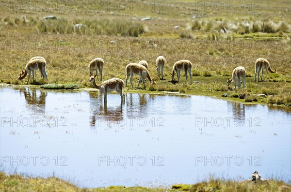 Vicunas or vicunas (Vicugna vicugna) grazing at a waterhole in the Andean highlands, Andahuaylas, Apurimac. region, Peru, South America