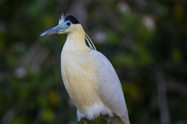 Capped Heron (Pilherodius pileatus) Pantanal Brazil