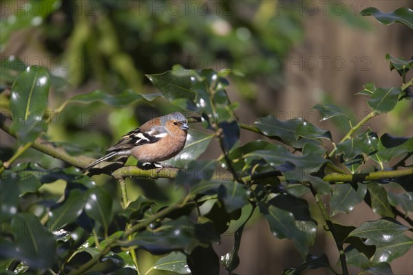 Eurasian chaffinch (Fringilla coelebs) adult male bird on a Holly tree branch, England, United Kingdom, Europe