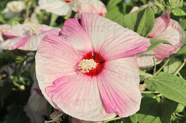 Flowering Hibiscus cultivar Red Heart (Hibiscus syriacus cultivar Red Heart) Florence, Tuscany, Italy, Europe