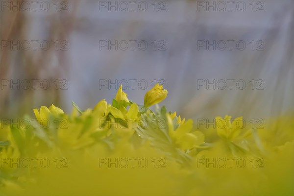 Winter aconites (Eranthis hyemalis), February, Germany, Europe