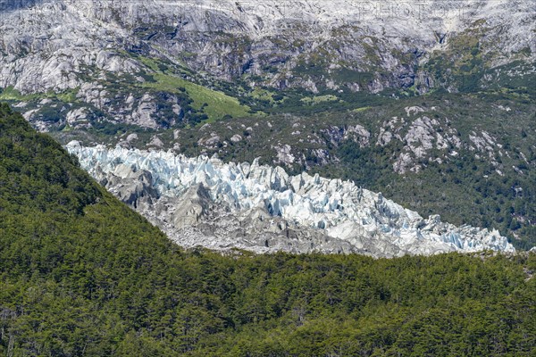 Tongue of the Pia Glacier between forests, Alberto de Agostini National Park, Avenue of the Glaciers, Chilean Arctic, Patagonia, Chile, South America