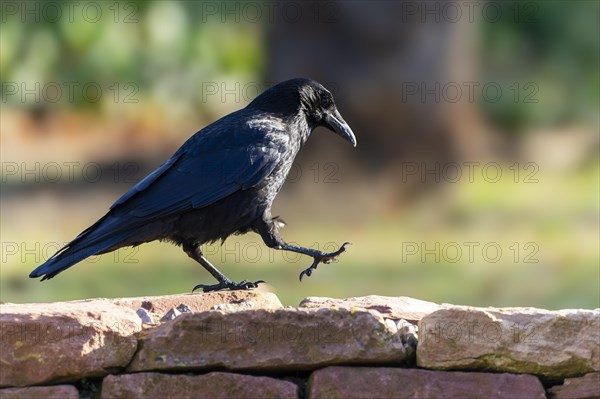 Carrion crow (Corvus corone) on a wall, wildlife, Germany, Europe