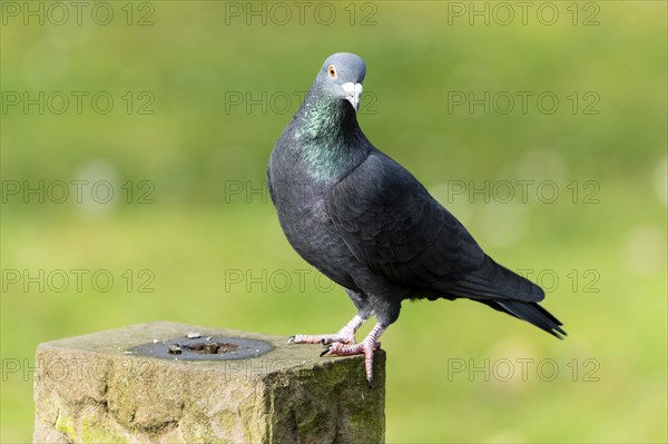 City dove (Columba livia forma domestica) standing on a post, wildlife, Germany, Europe