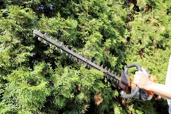 Man cutting hedges and greenery