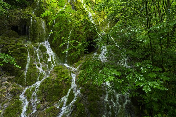 Water flowing in rivulets down a mossy mountain face, nature, natural spectacle, water, flowing, liquid, fresh, clean, environment, green, forest, moss, beautiful, natural, Switzerland, Europe