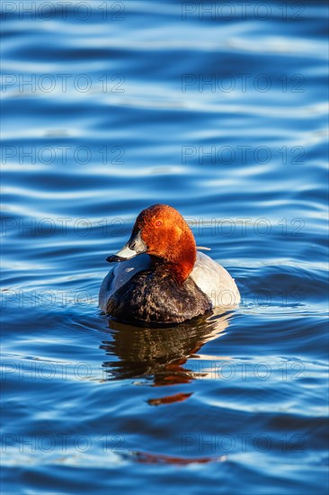 Beautiful male Pochard (Aythya ferina) swimming in a lake