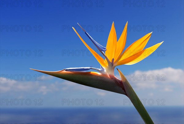 Bird of paradise or crane flower (Strelitzia reginae) La Palma, Canary Islands, Spain, Europe