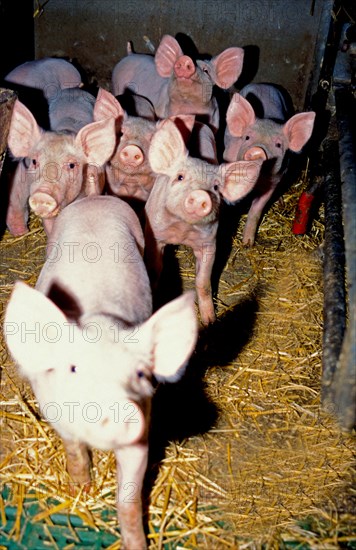 Piglets in the pigsty look curiously at the photographer