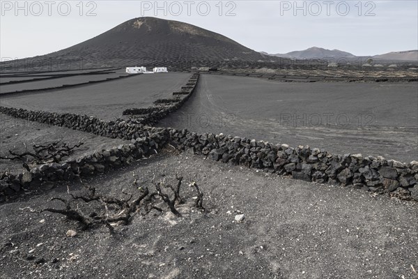 Wine growing in volcanic ash pits protected by dry stone walls, Yaiza, Lanzarote, Canary Islands, Spain, Europe