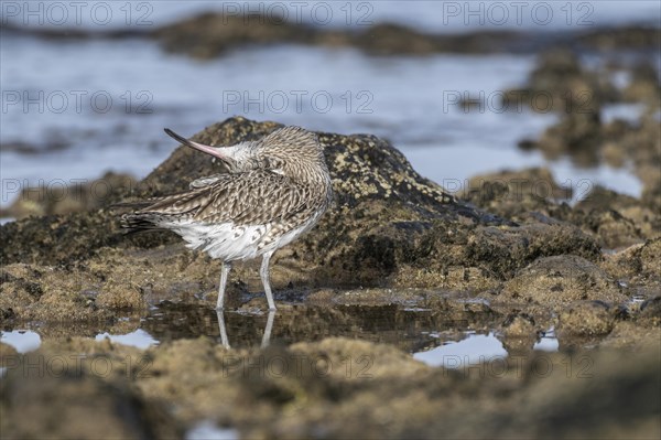 Eurasian curlew (Numenius arquata), Costa Teguise, Lanzarote, Spain, Europe